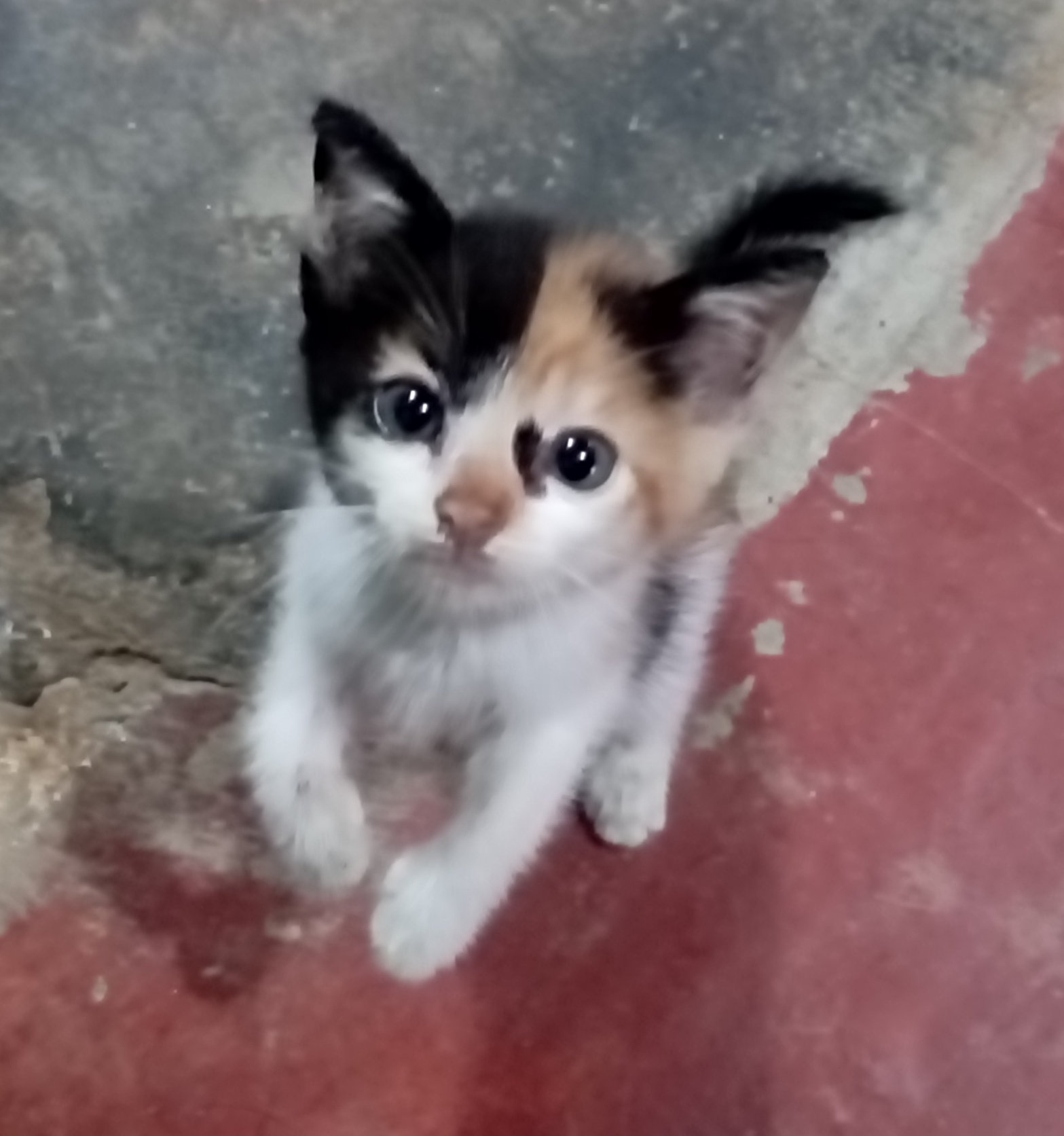 animales y mascotas - Gatita Calico en adopción  1