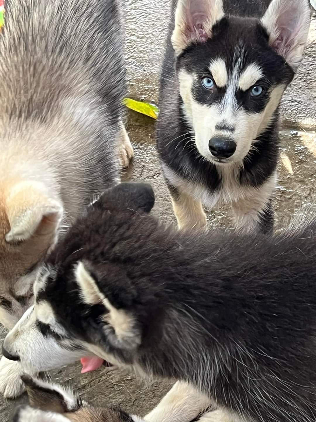 animales y mascotas - CACHORRO HUSKY SIBERIANO