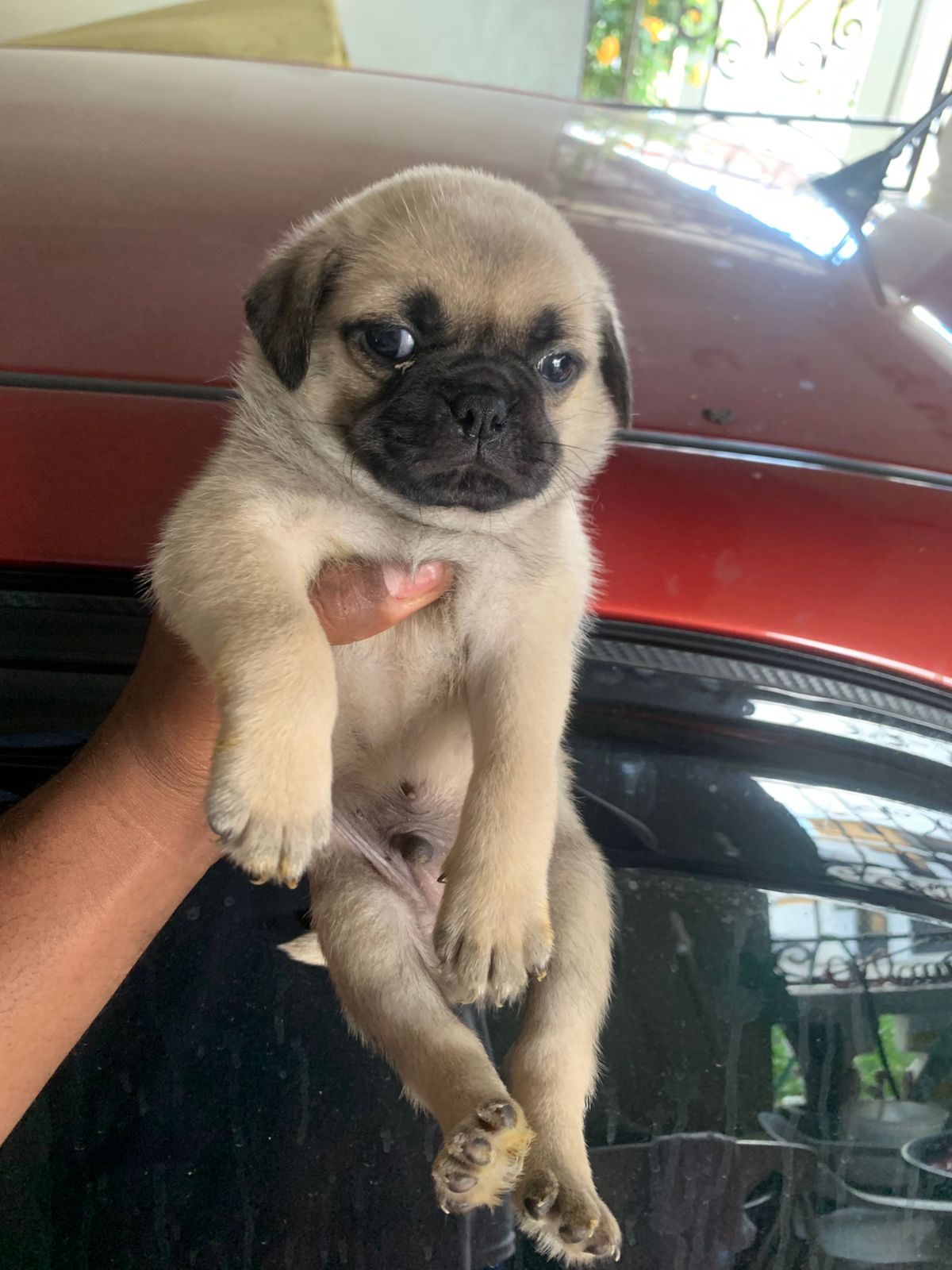 animales y mascotas - hermosos cachorros pug disponible  0