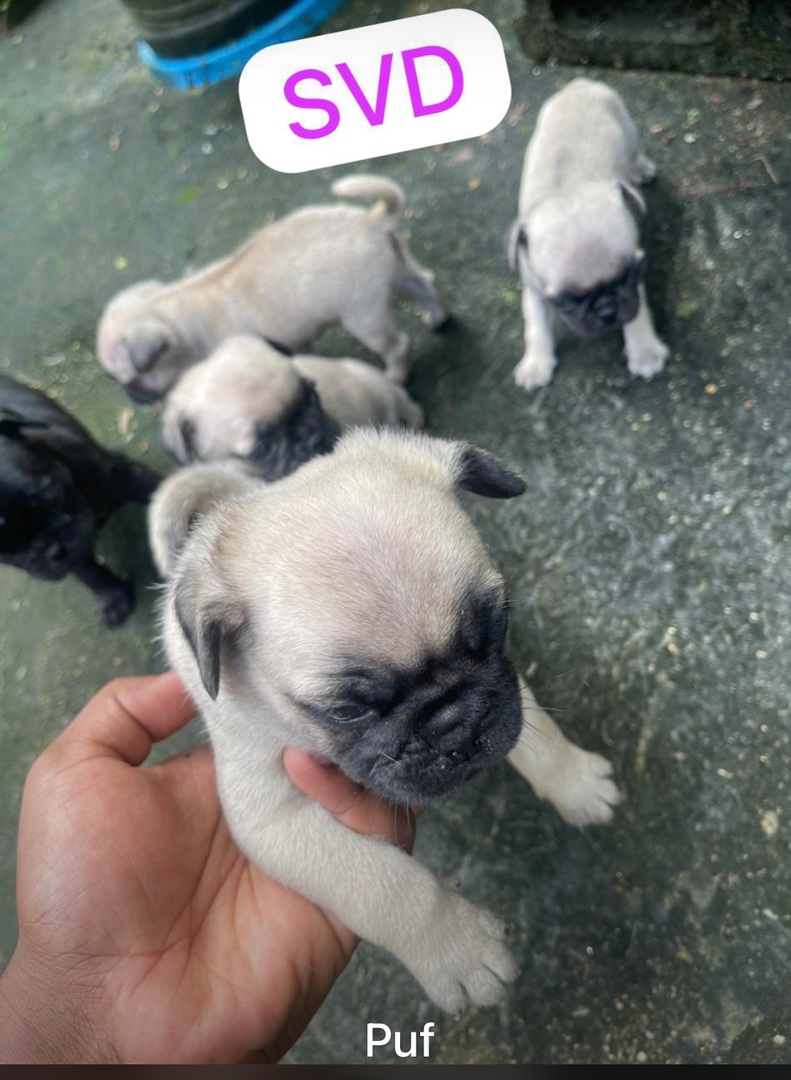 animales y mascotas - Disponible cachorros pug carlino 