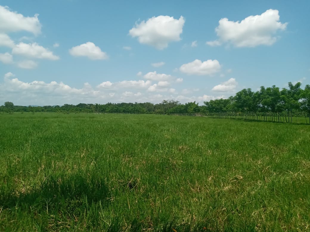 solares y terrenos - Vendo finca en Barahona de 45,000 tarea  3