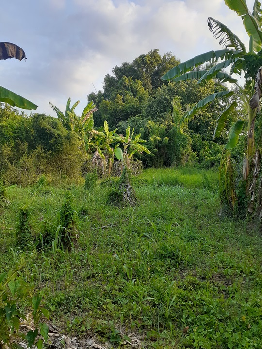 solares y terrenos - Solar en venta 1000 M2, deslindado, Puerto Plata 2