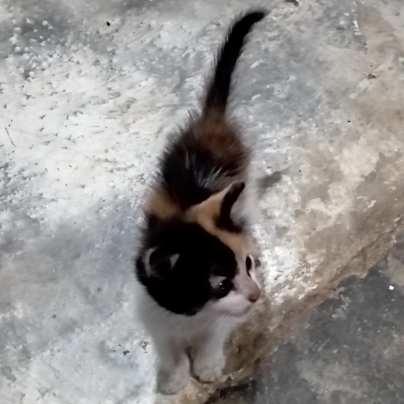 animales y mascotas - Gatita Calico en adopción 