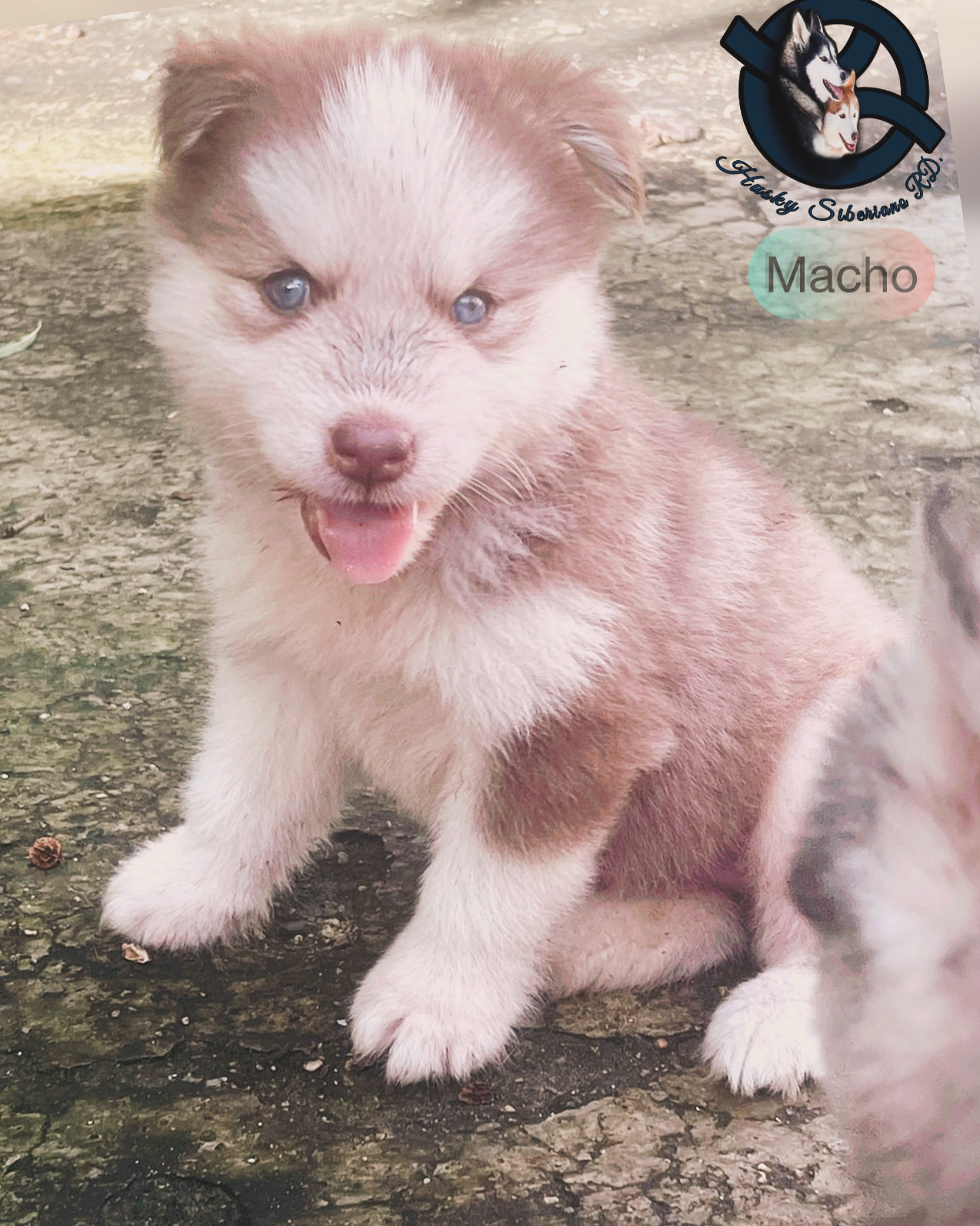 animales y mascotas - husky siberiano macho  0