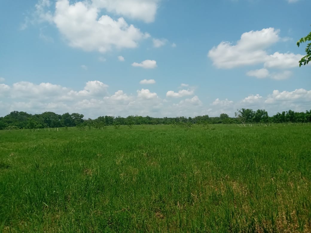 solares y terrenos - Vendo finca en Barahona de 45,000 tarea  6