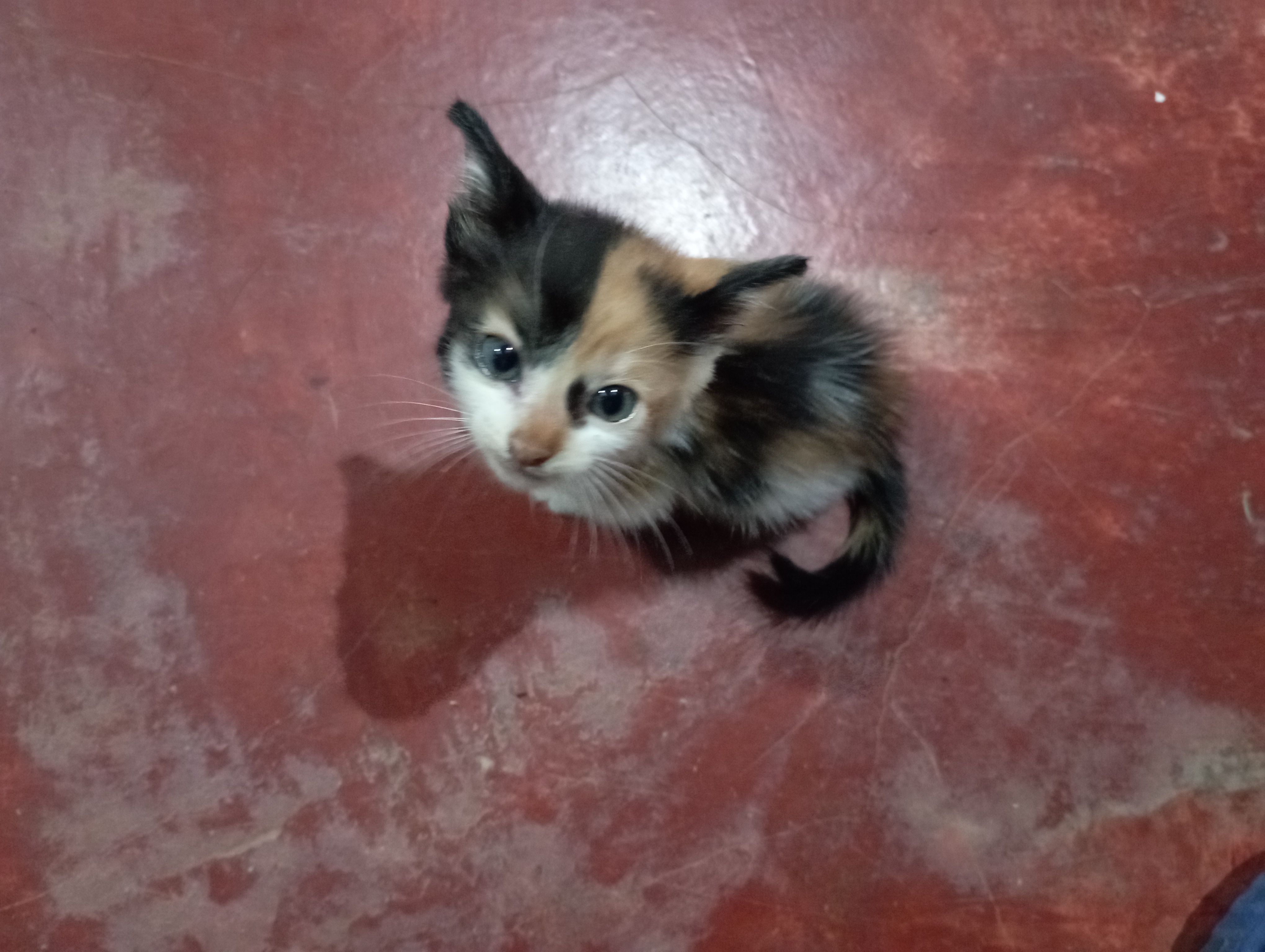 animales y mascotas - Gatita Calico en adopción  2