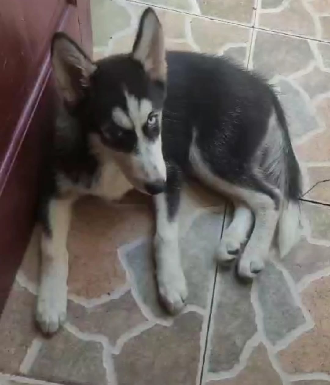 animales y mascotas - CACHORRO HUSKY SIBERIANO 1