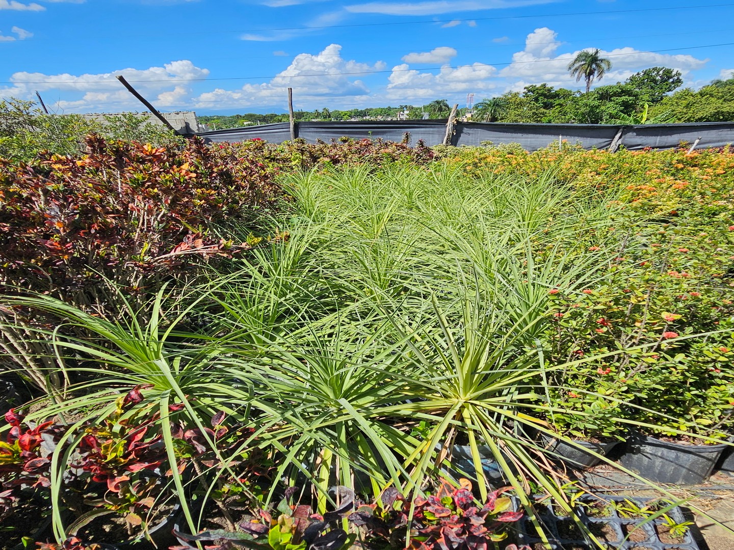 herramientas, jardines y exterior - Venta de Plantas Ornamentales 1