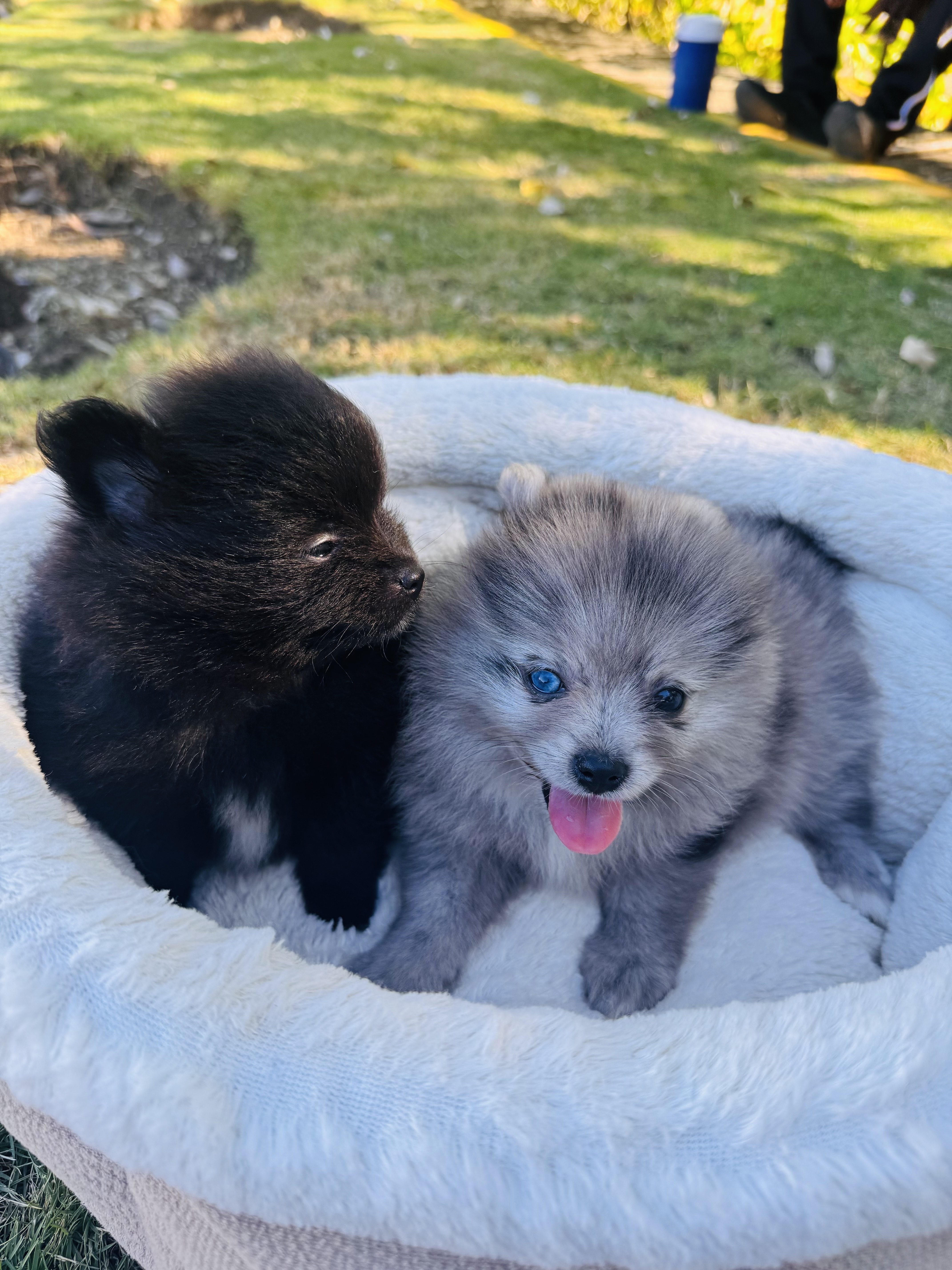 animales y mascotas - Pomerania macho mini 