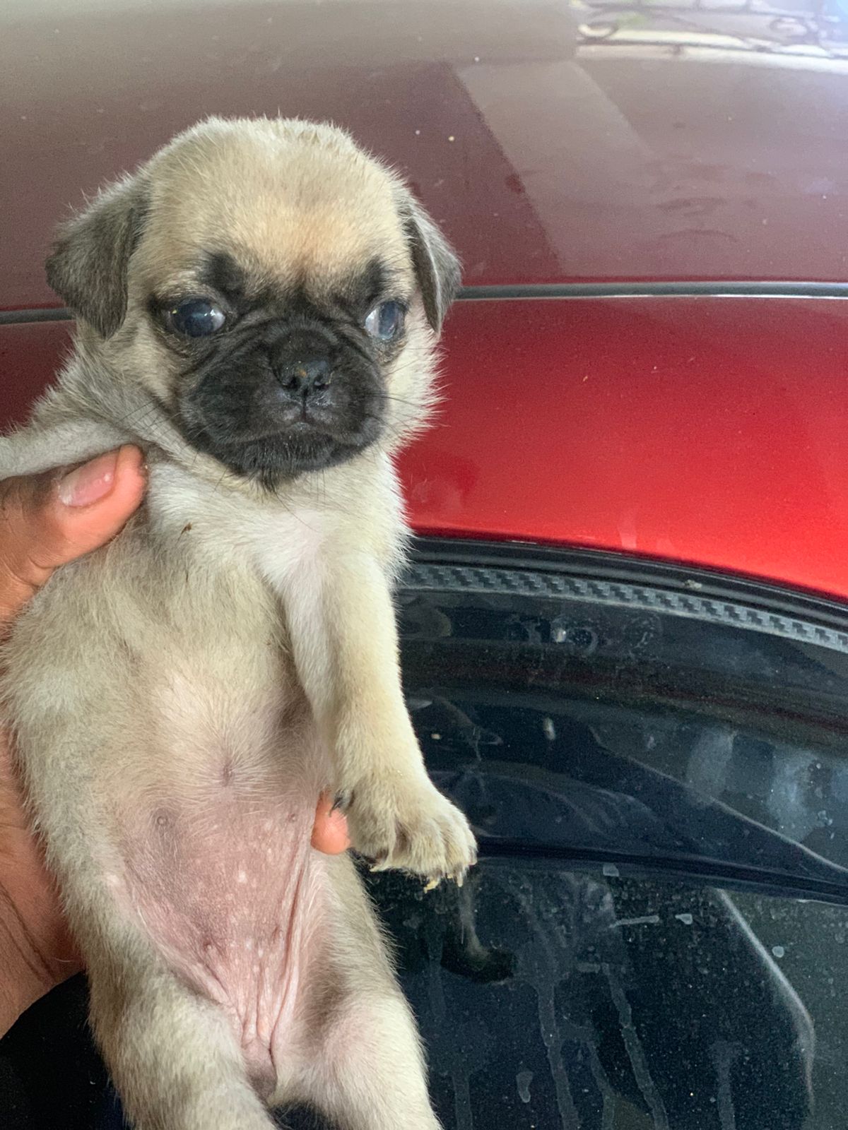 animales y mascotas - hermosos cachorros pug disponible  1