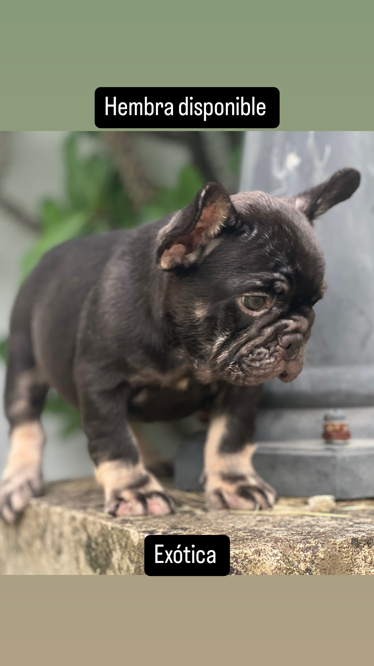 animales y mascotas - bulldog francés hembra 2