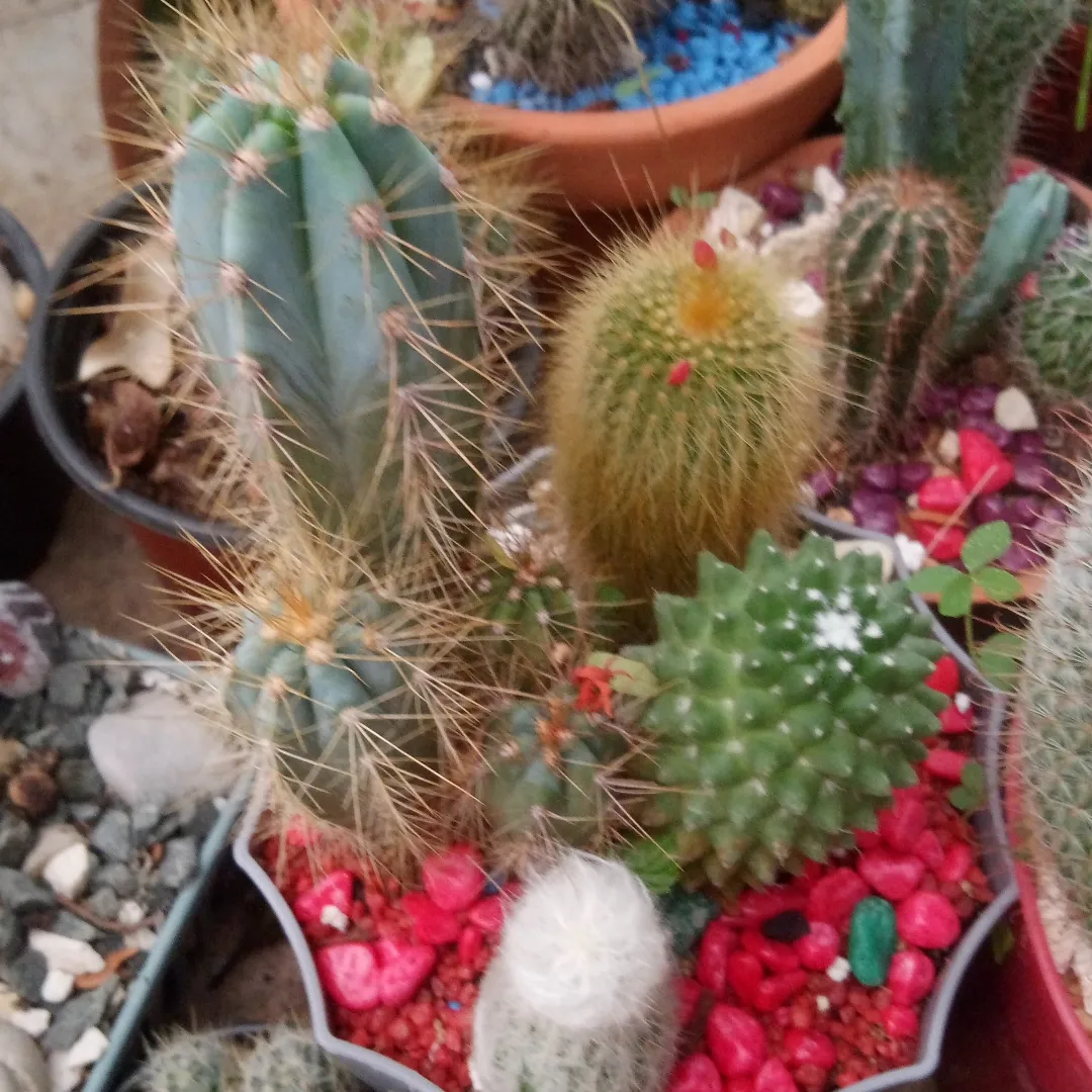 herramientas, jardines y exterior - Cactus a la venta  3