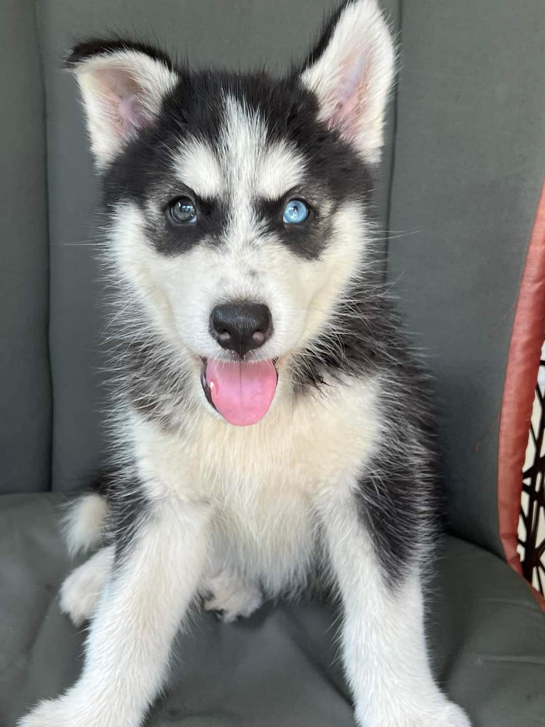 animales y mascotas - CACHORRO HUSKY SIBERIANO 2