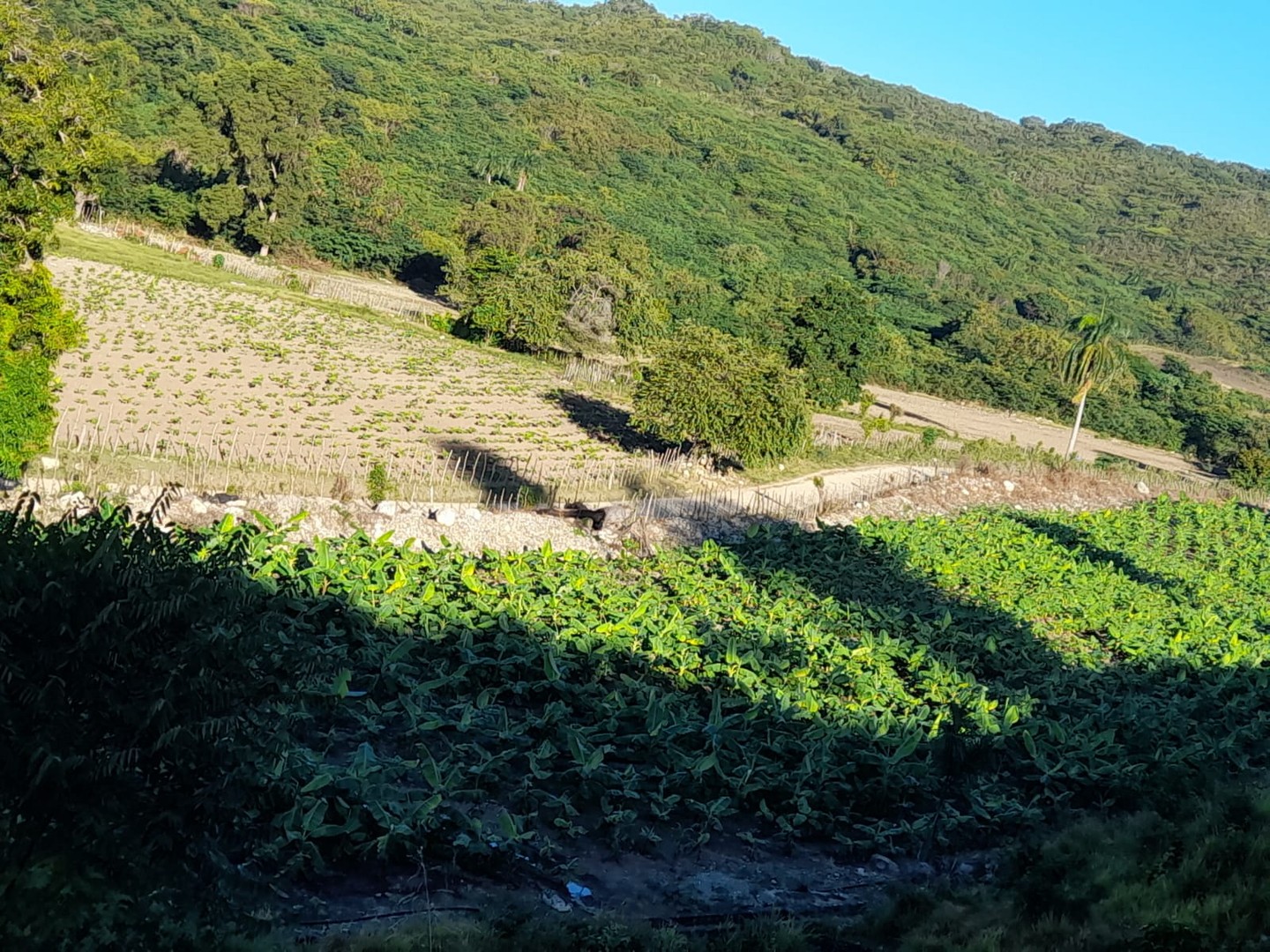 solares y terrenos - Vendo Finca en AZUA 