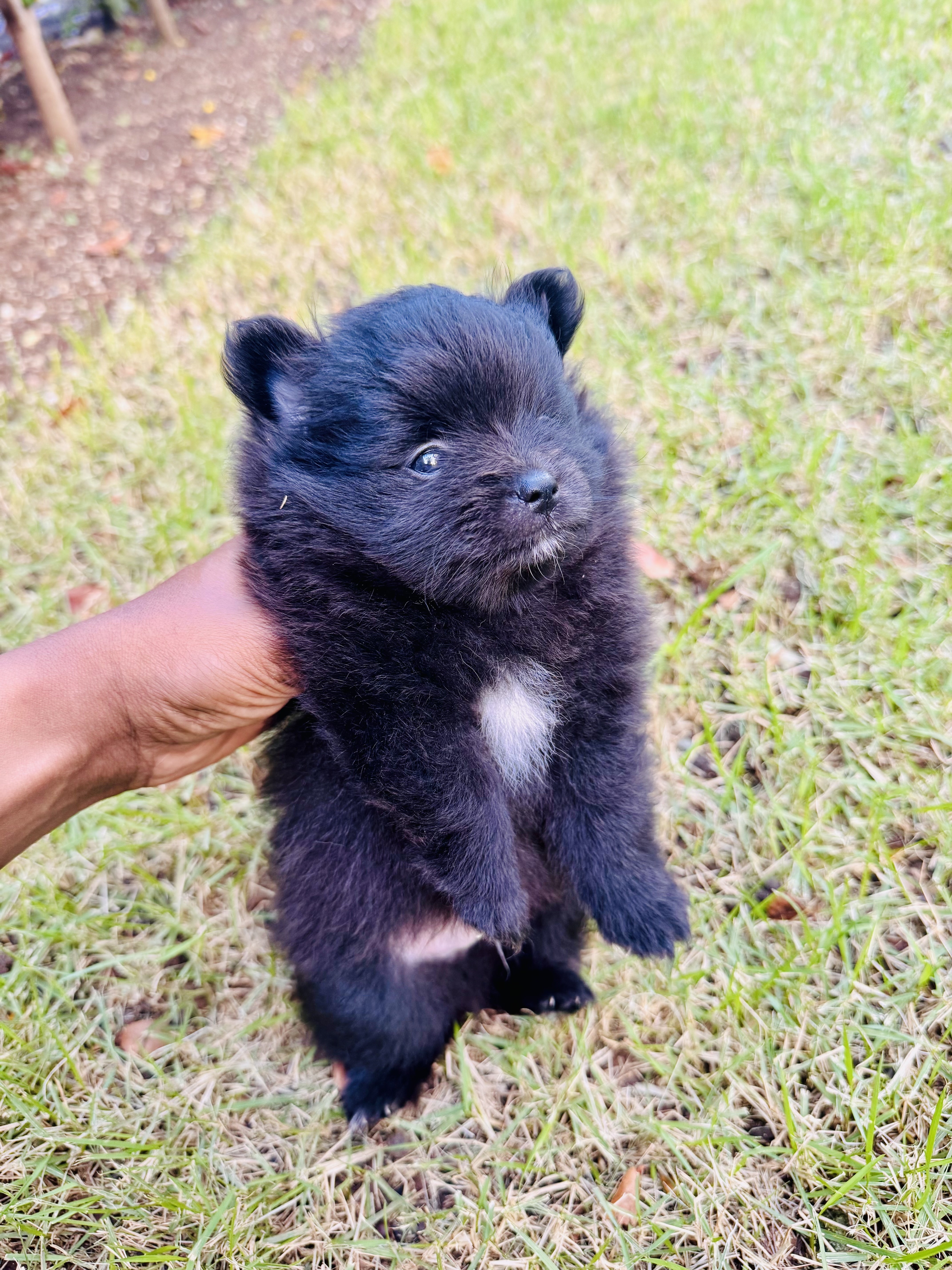 animales y mascotas - Pomerania macho mini  1