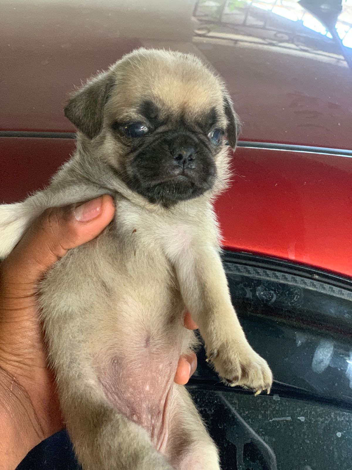 animales y mascotas - hermosos cachorros pug disponible  2