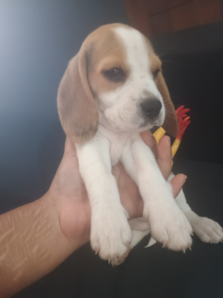 animales y mascotas - Cachorra Beagle