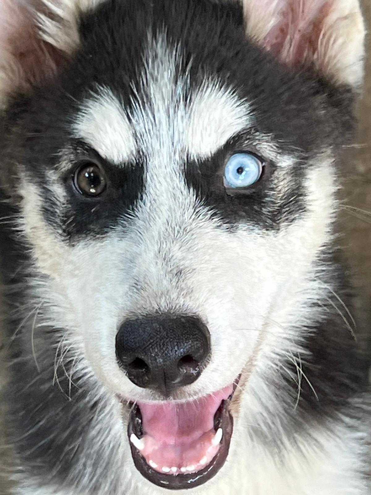 animales y mascotas - CACHORRO HUSKY SIBERIANO 3