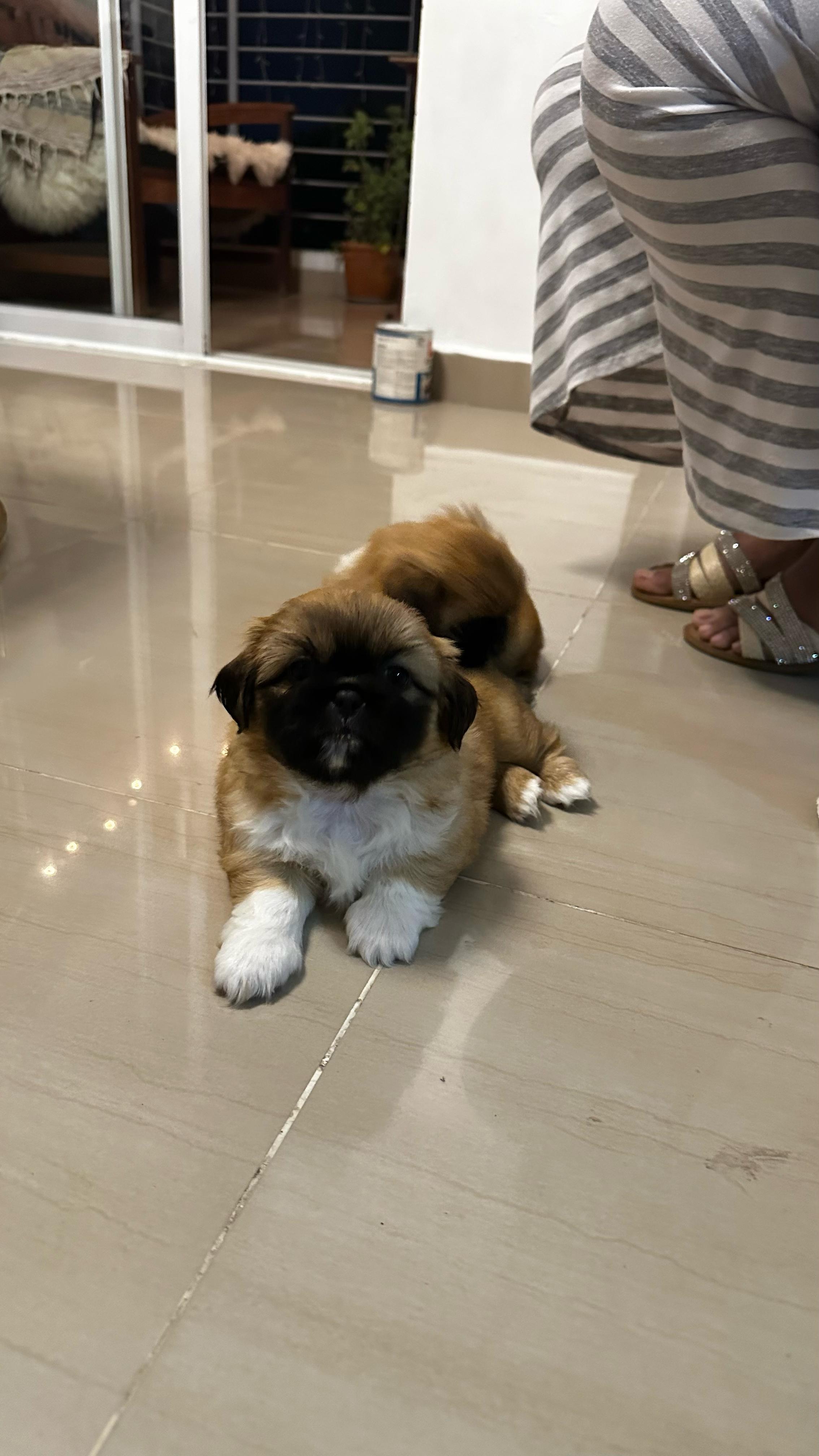 animales y mascotas - Cachorros Pekines / pequinés en venta 0