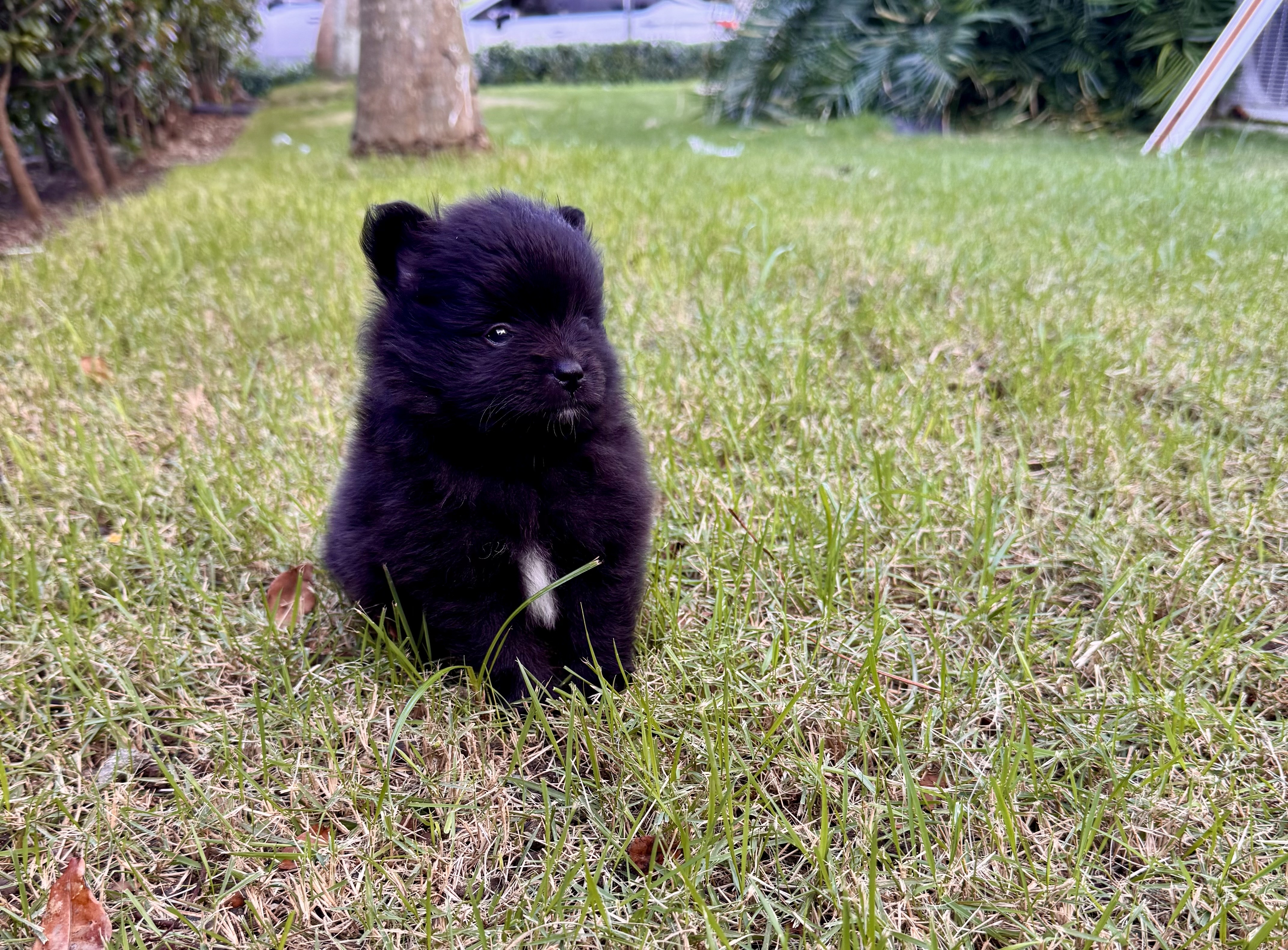 animales y mascotas - Pomerania macho mini  2