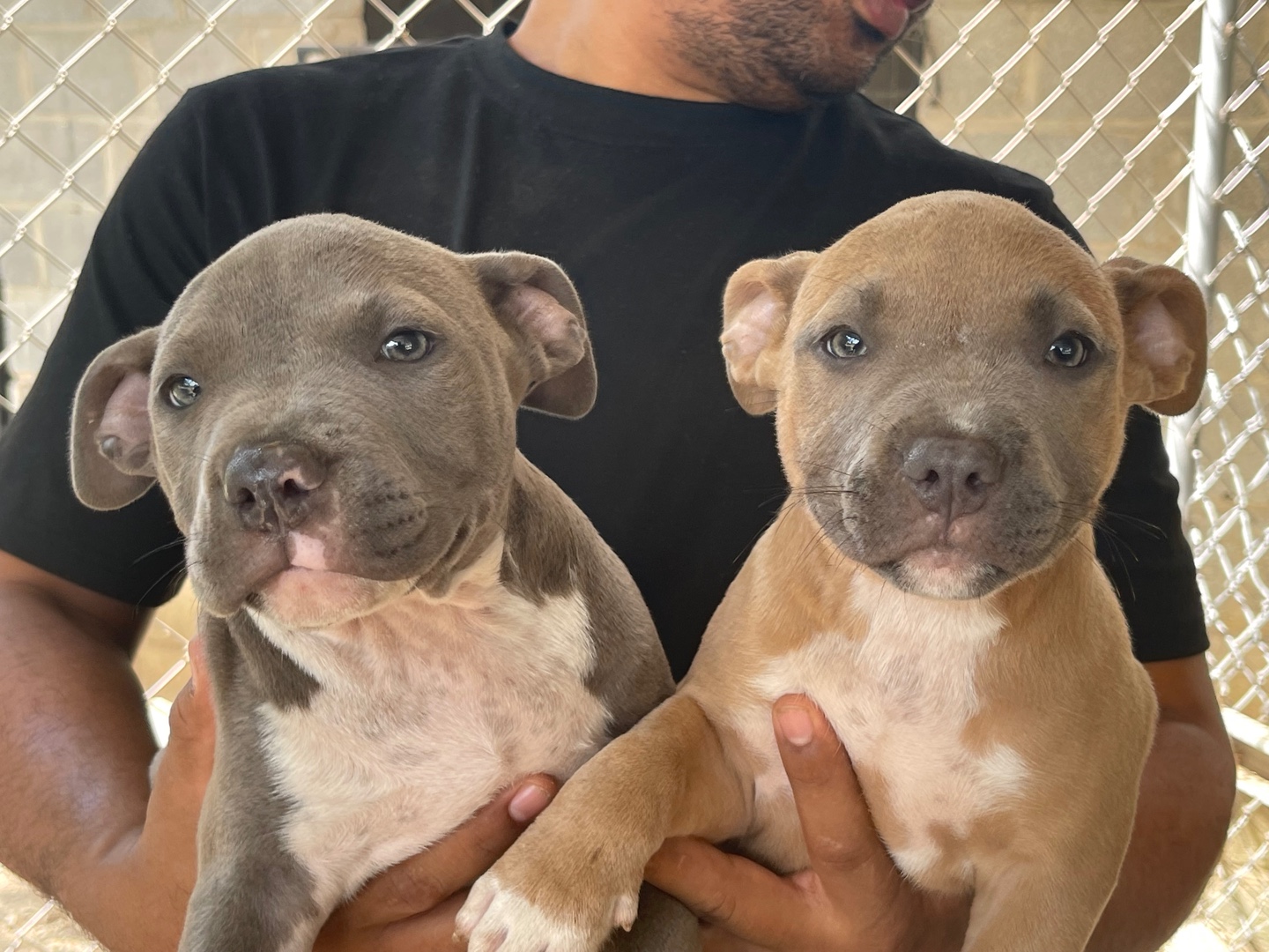 Corotos | American Bully Estándar Hembras