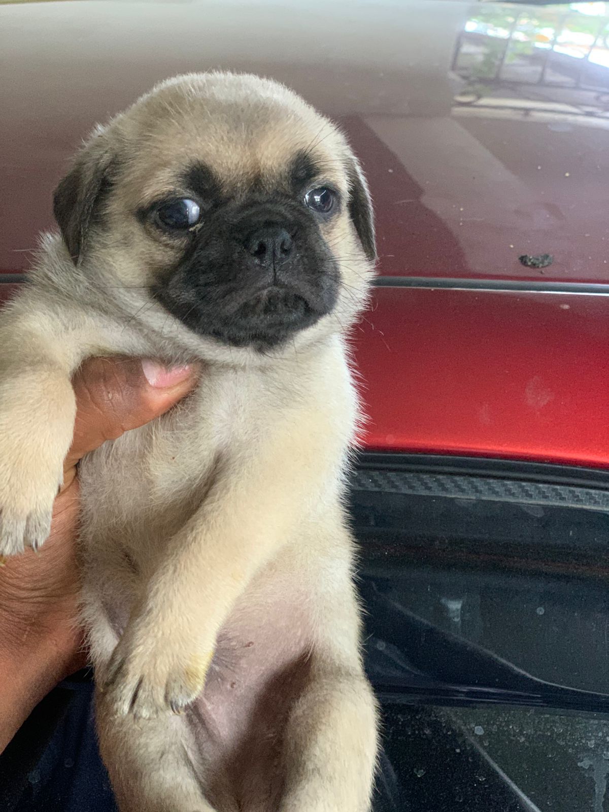 animales y mascotas - hermosos cachorros pug disponible  3