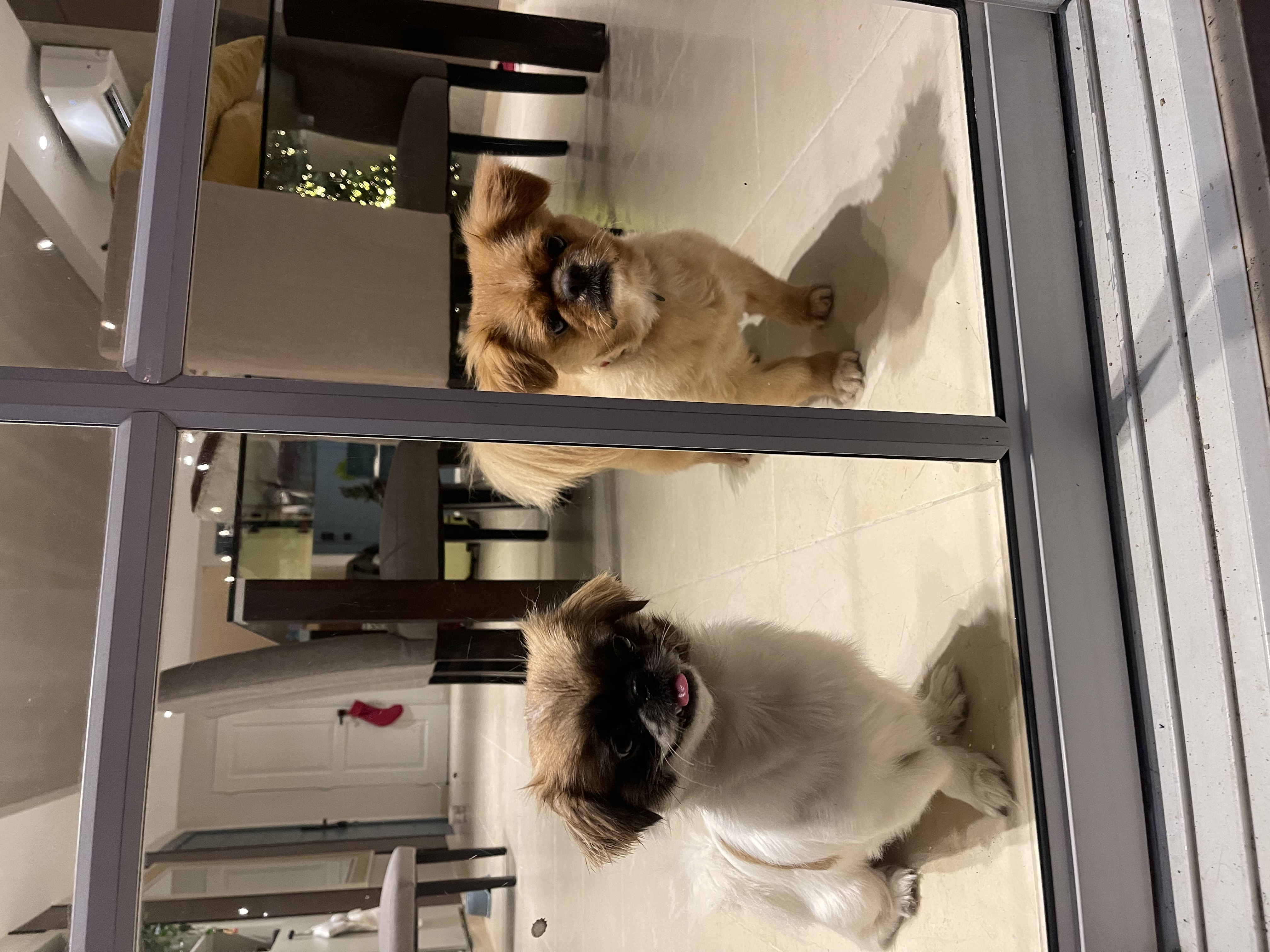 animales y mascotas - Cachorros Pekines / pequinés en venta 1