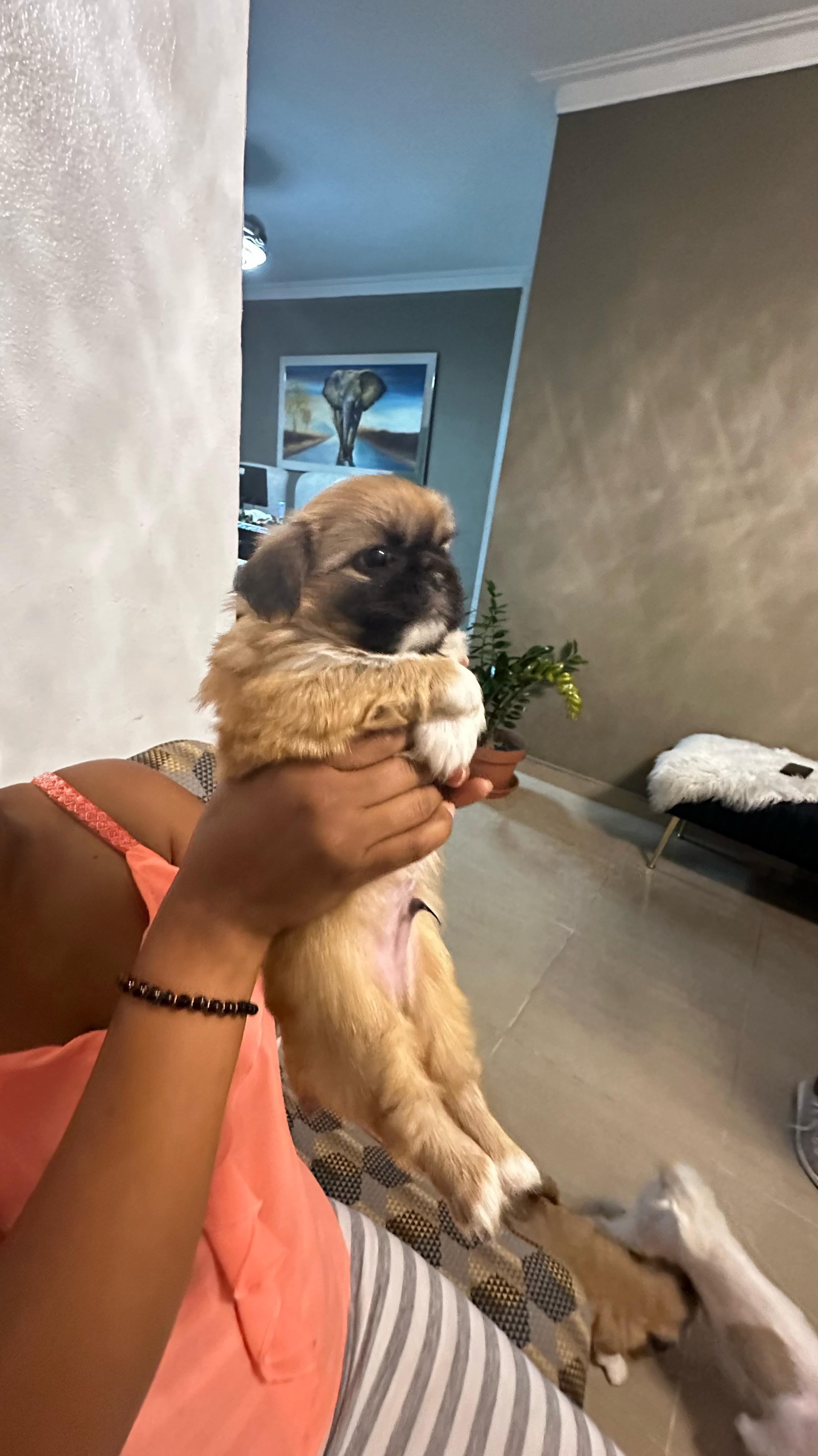 animales y mascotas - Cachorros Pekines / pequinés en venta 2