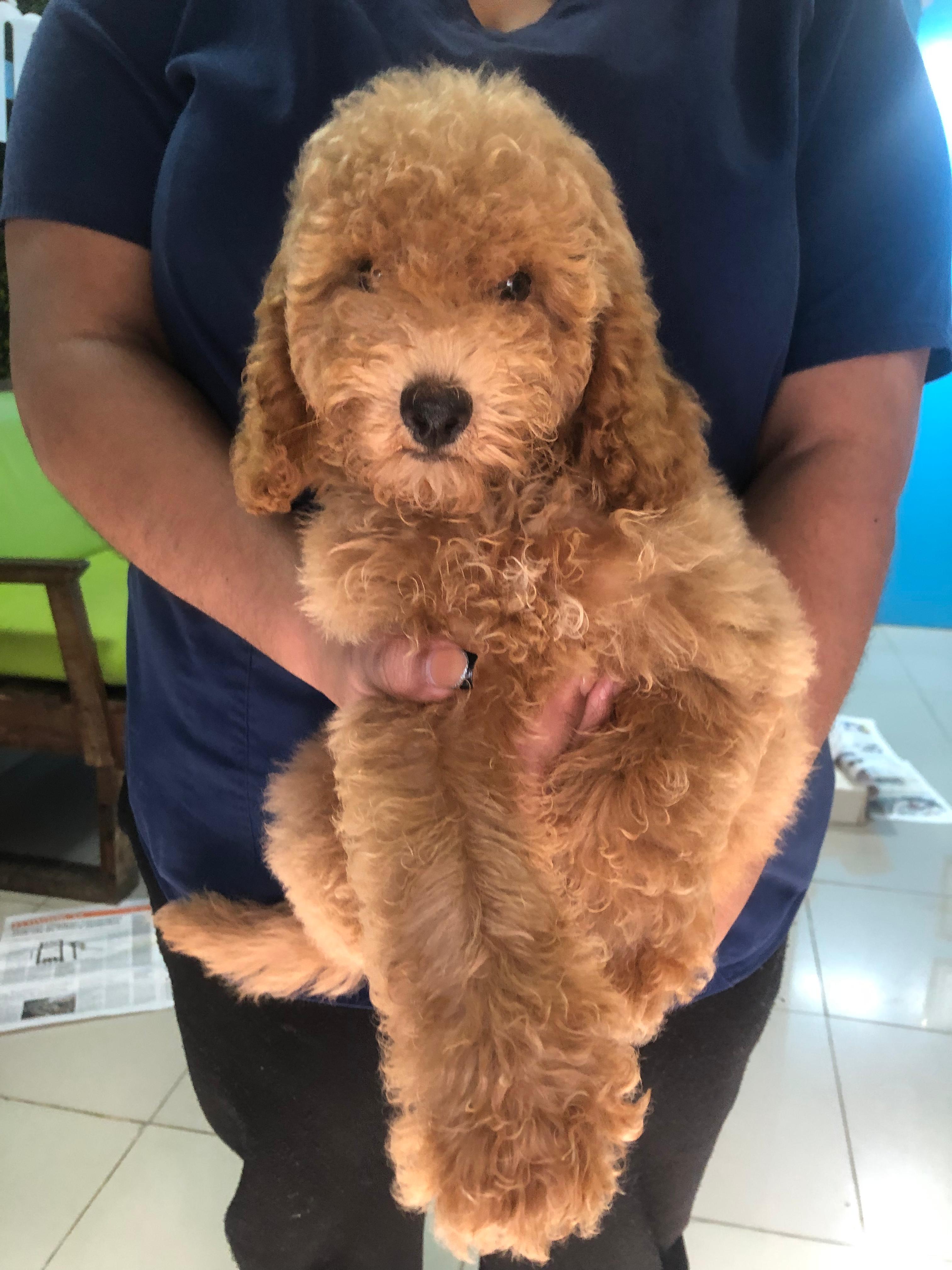 animales y mascotas - hermosos cachorros poodle toy