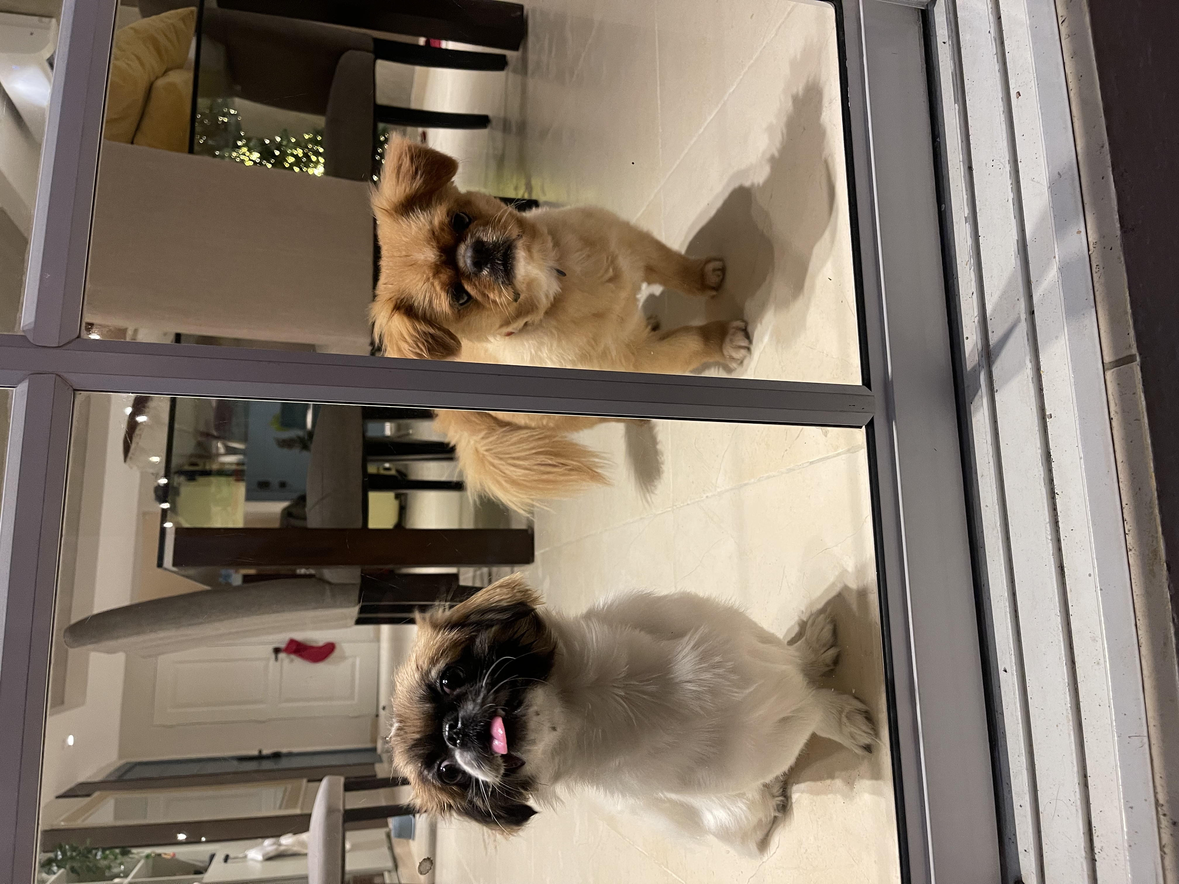 animales y mascotas - Cachorros Pekines / pequinés en venta 3