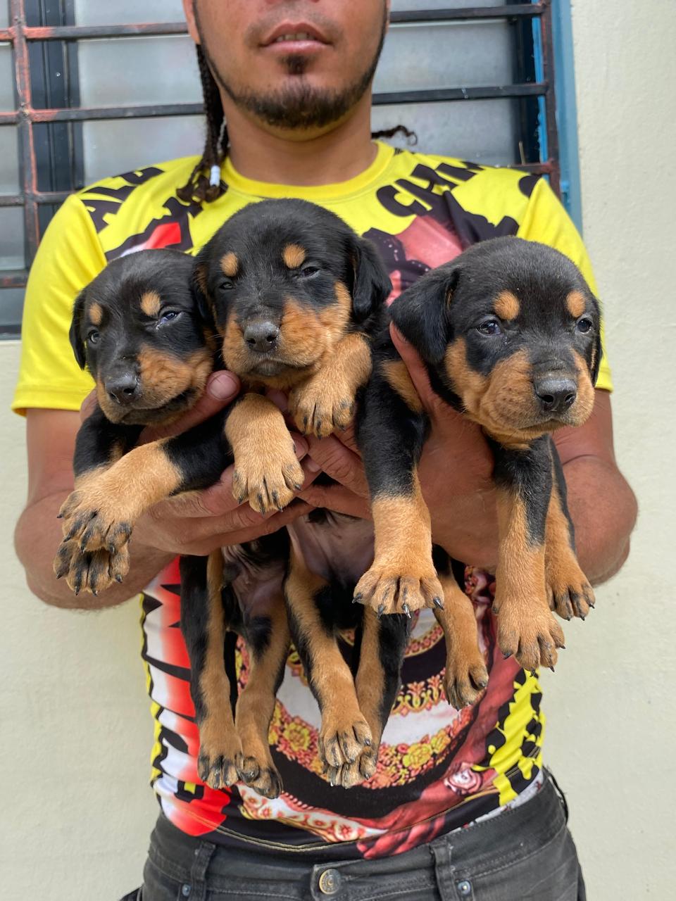 animales y mascotas - hermosos cachorritos rottwailer ambos sexo disponibles 