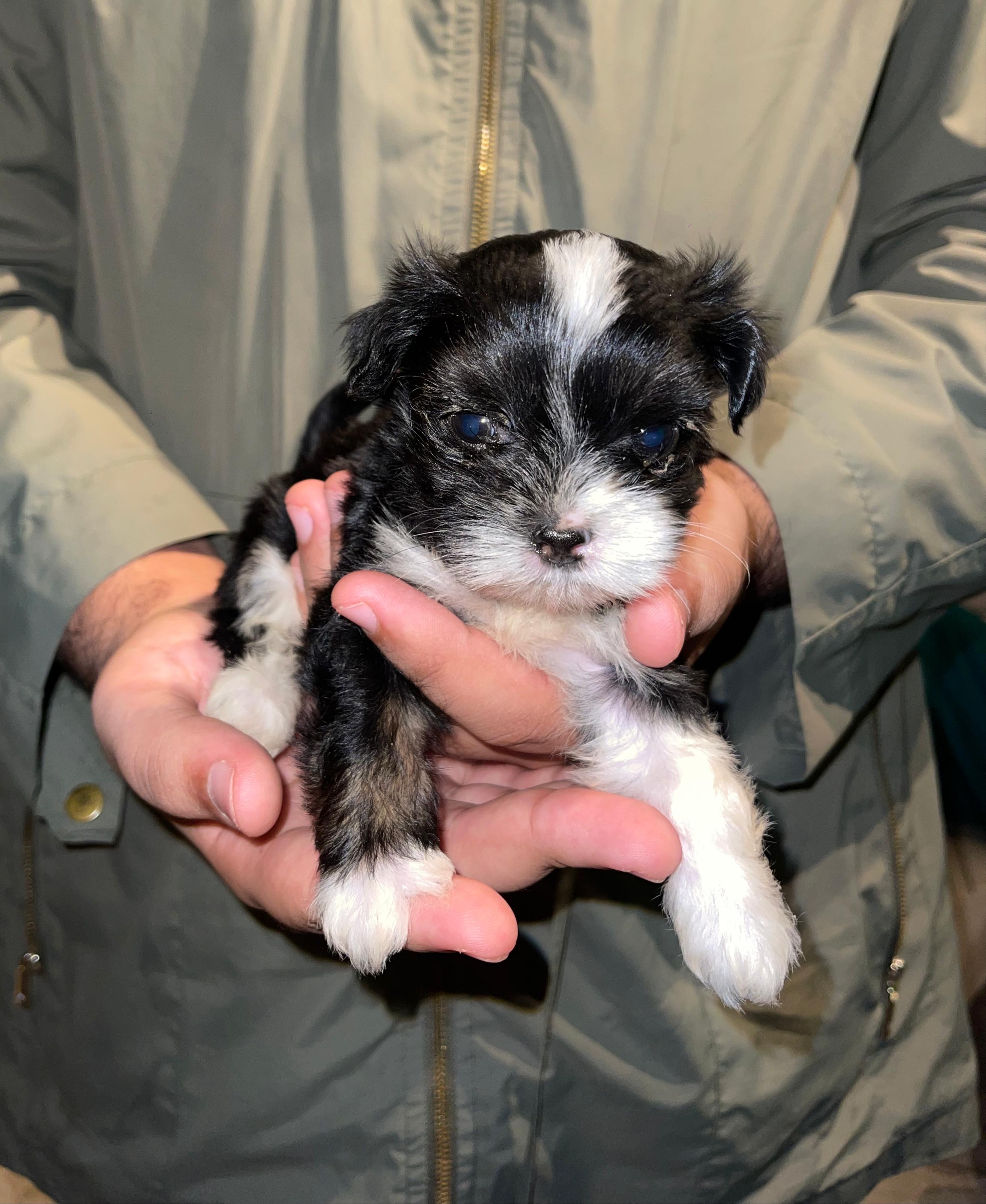 animales y mascotas - Cachorro Shipoo en venta 1