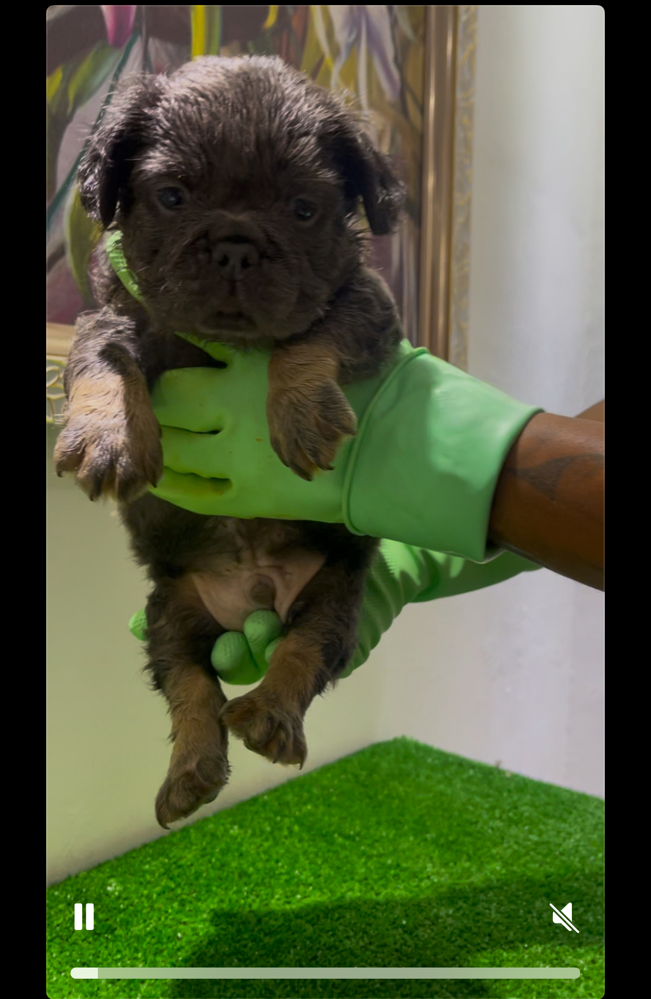 animales y mascotas -  cachorros bulldog francés  1