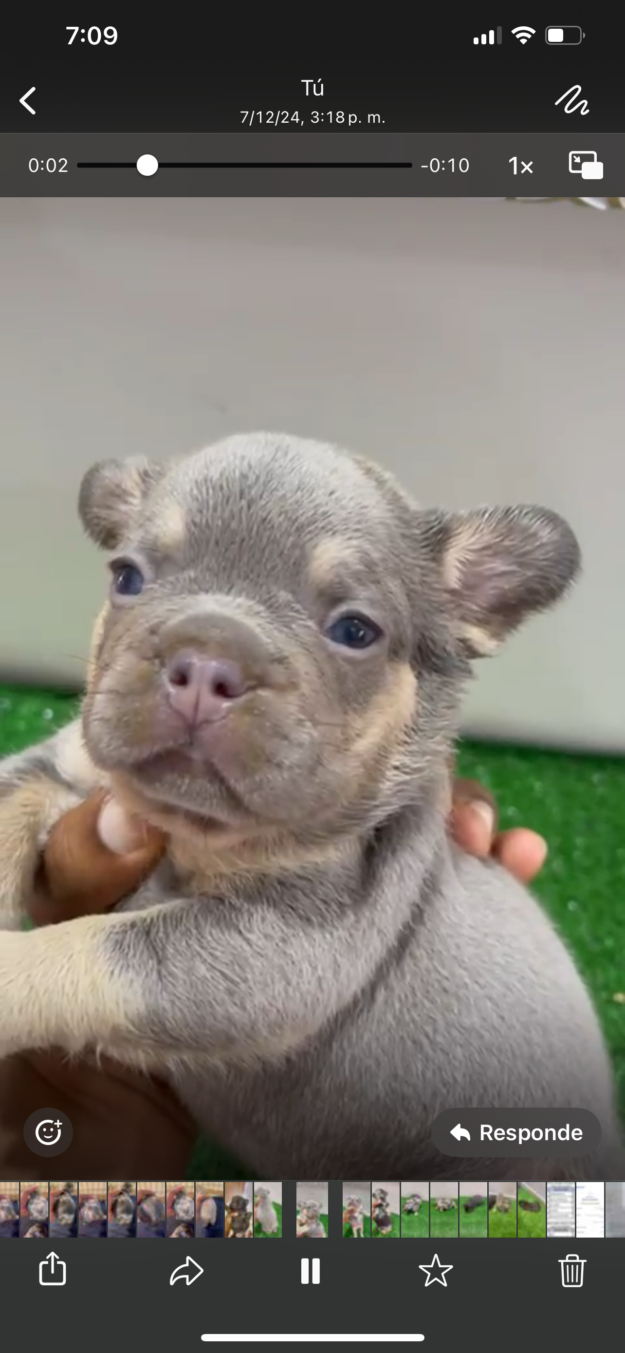 animales y mascotas -  cachorros bulldog francés  2