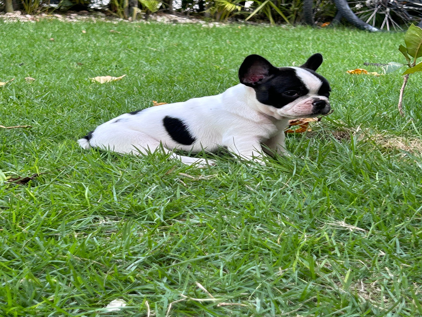 animales y mascotas - Bulldog frances