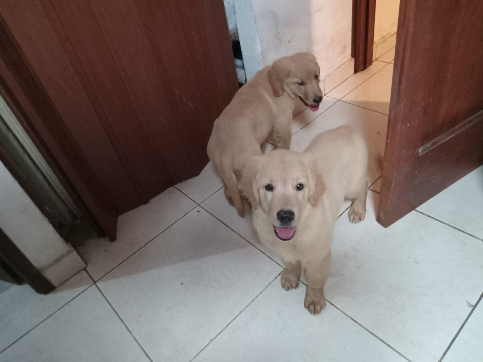 animales y mascotas - cachorro golden retriever 