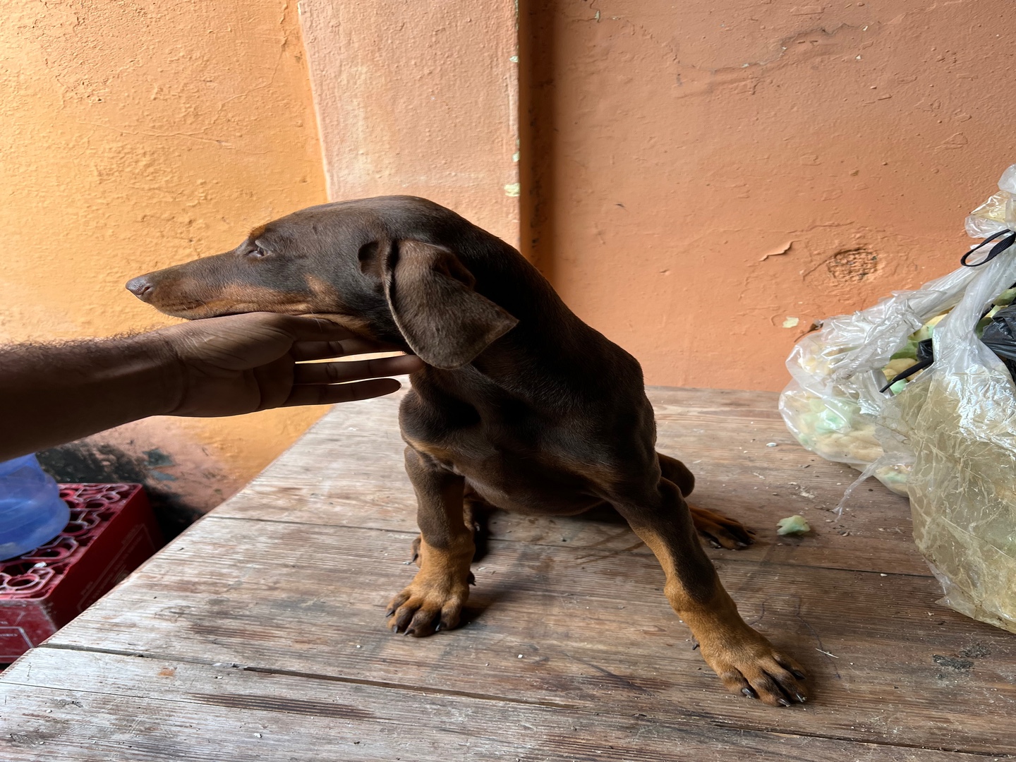 animales y mascotas - Doberman cachorros