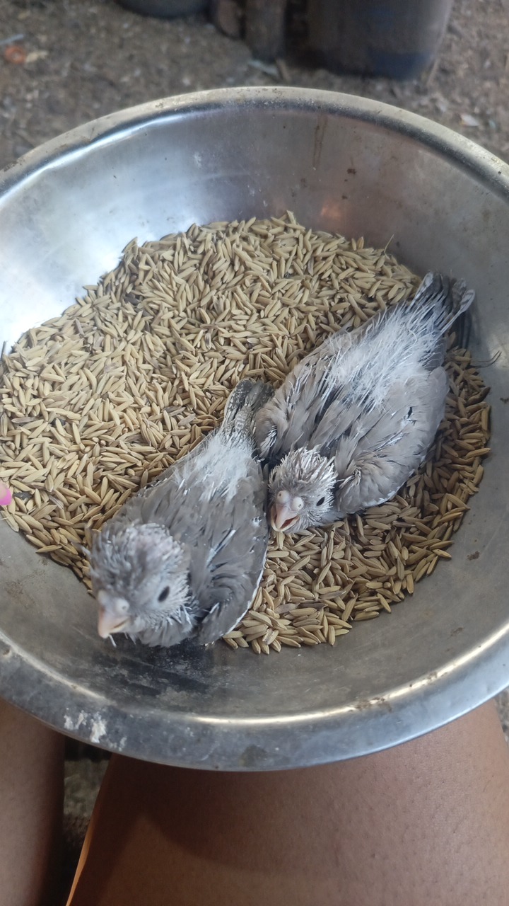 animales y mascotas - Cacatua ninfa papilleras  0