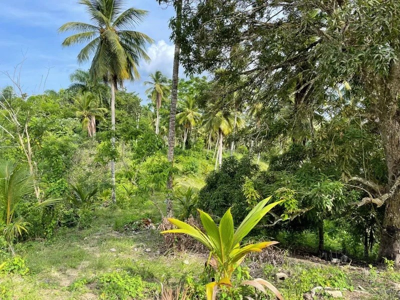 solares y terrenos - Finca De Coco Y Cacao En Nagua 1