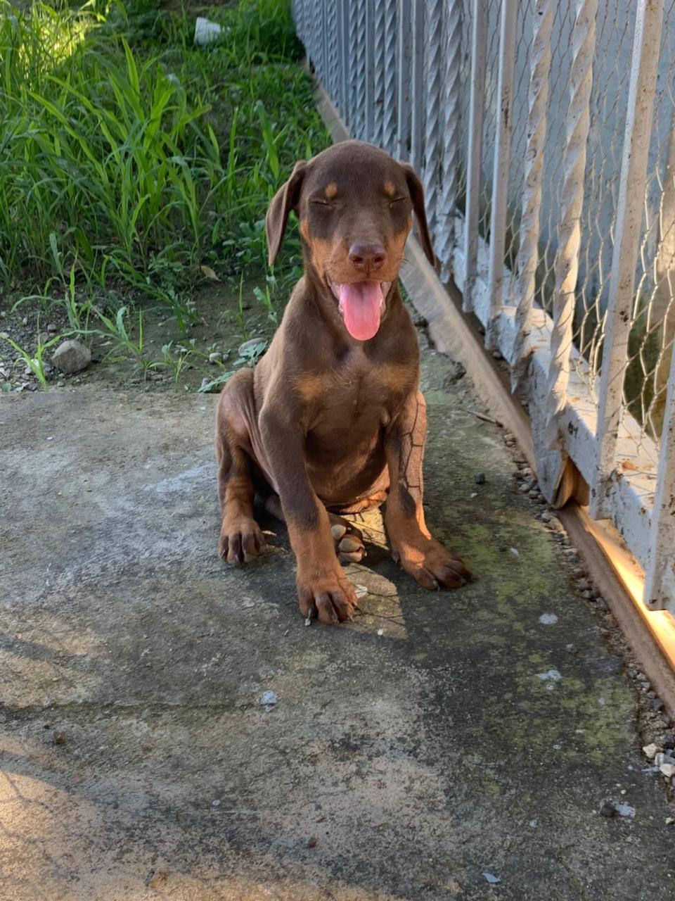 animales y mascotas - Cachorros doberman  2