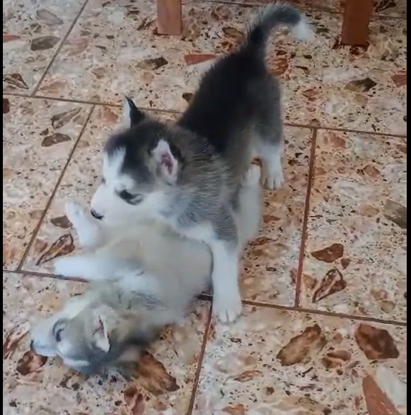 animales y mascotas - Husky Siberiano