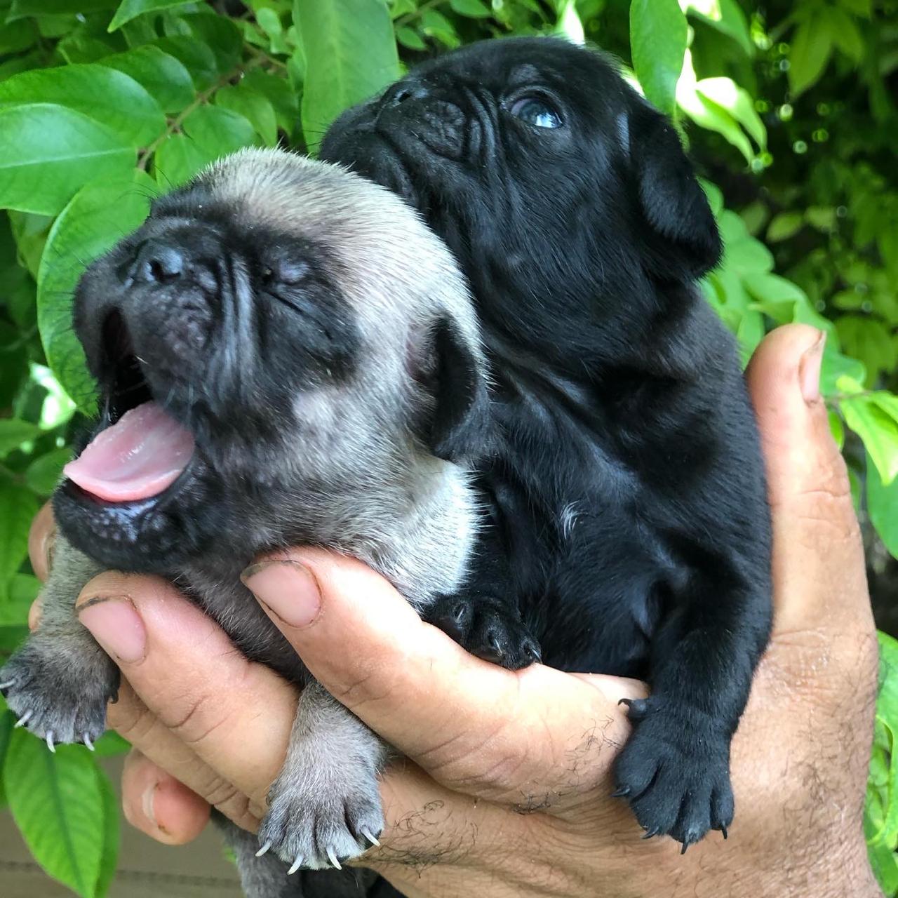 animales y mascotas - Cachorros Pug 4