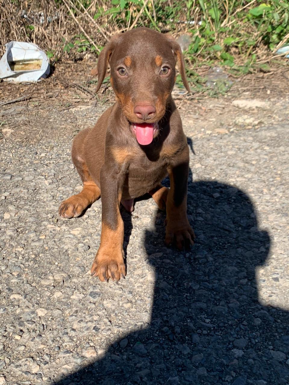 animales y mascotas - Cachorros doberman  0