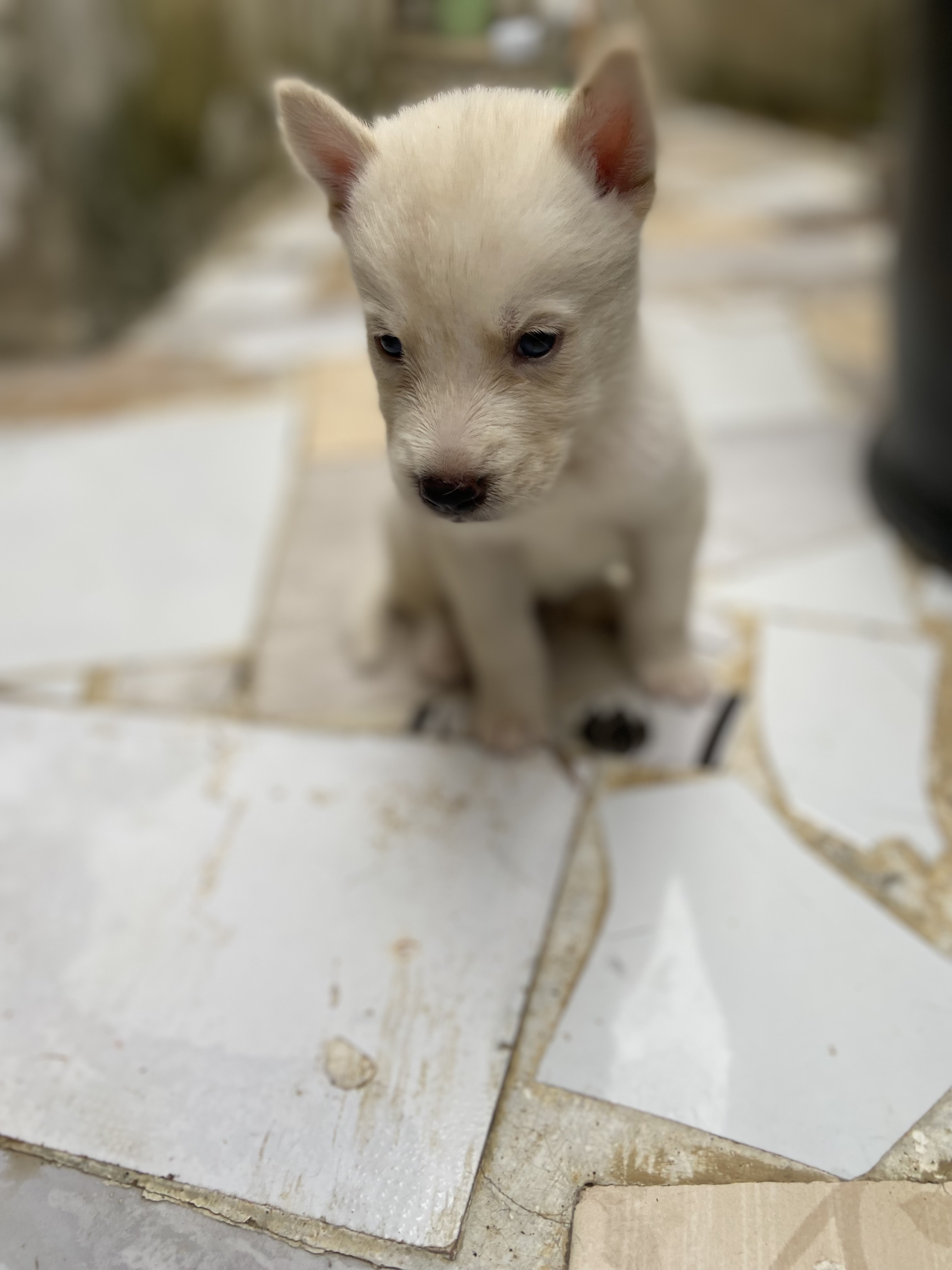 animales y mascotas - husky siberiano  3