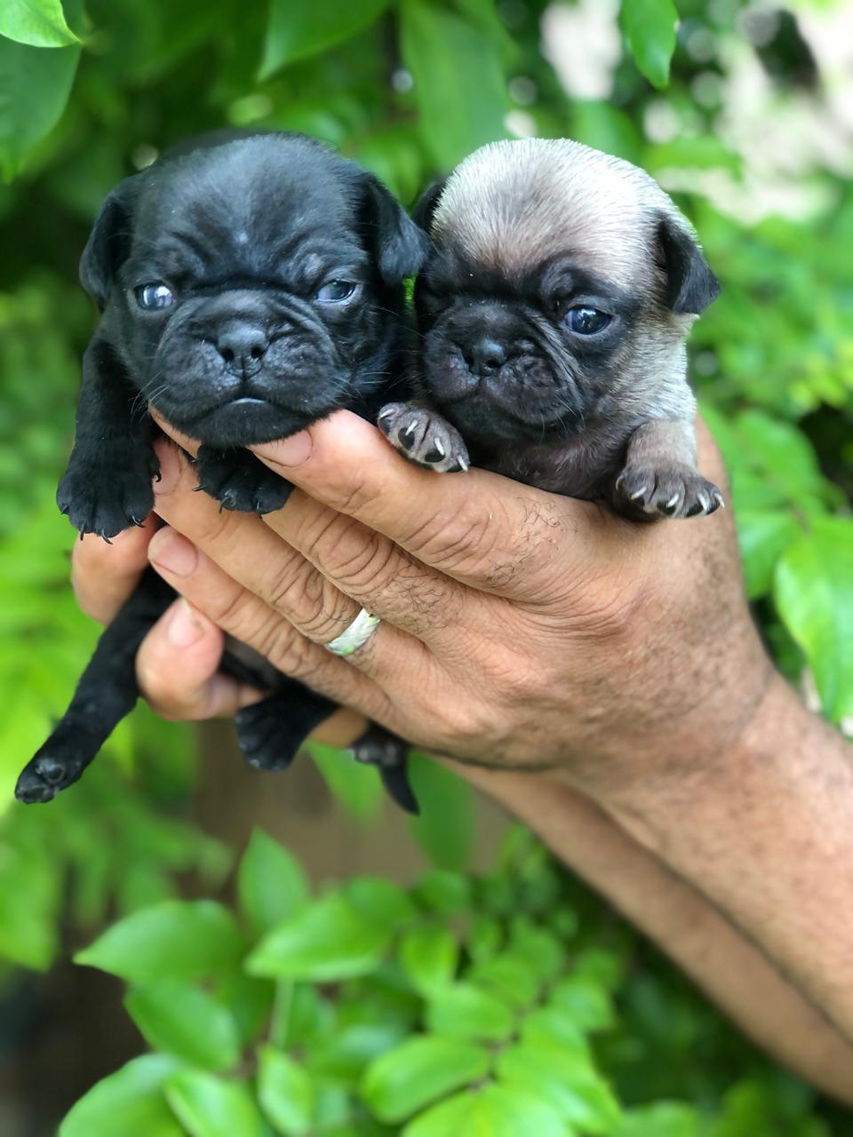 animales y mascotas - Cachorros Pug 5