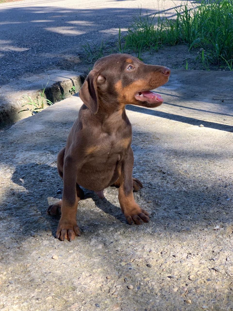 animales y mascotas - Cachorros doberman  1