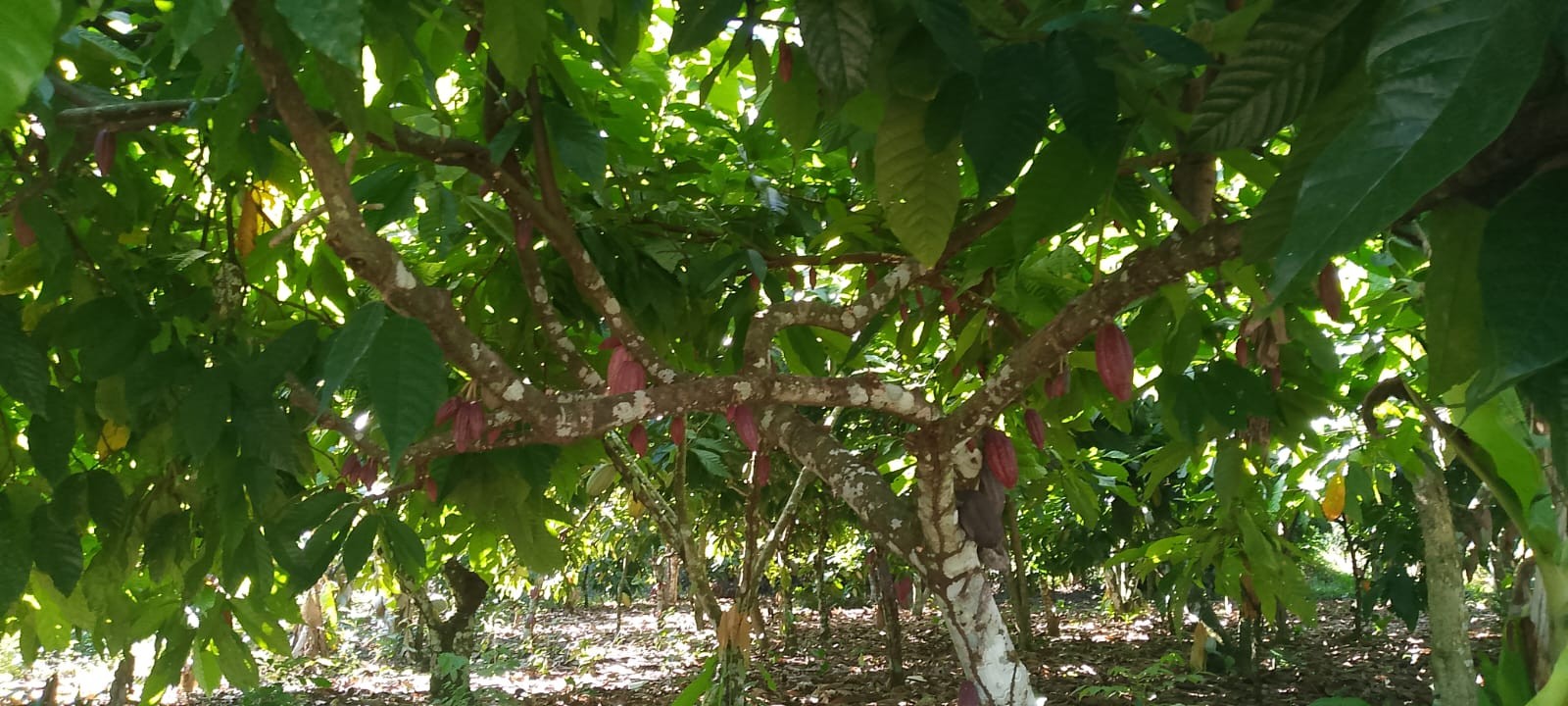 solares y terrenos - Vendo finca sembrada de cacao en el distrito municipal mamá Tingo (yamasa)48  7