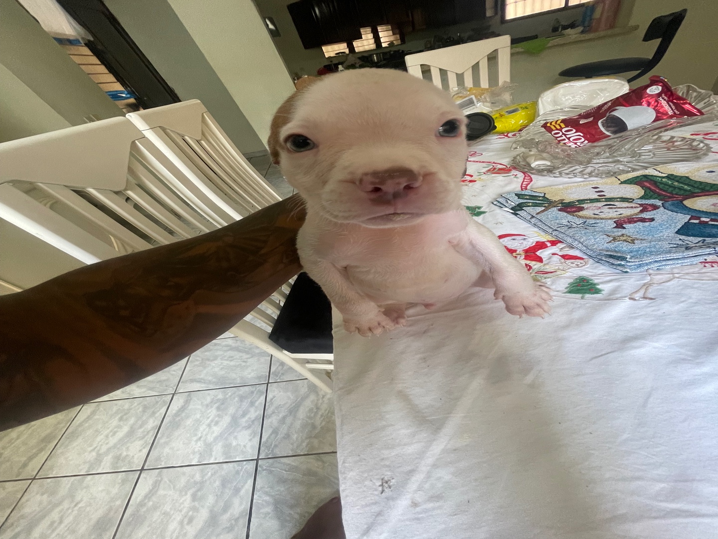 animales y mascotas - American Pitbull Blue fawn 100%Padres de Miami Fl.  1 disponible 5