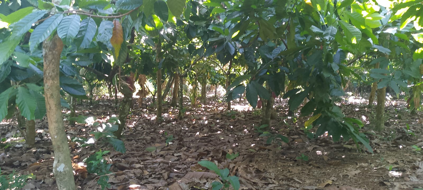 solares y terrenos - Vendo finca sembrada de cacao en el distrito municipal mamá Tingo (yamasa)48  4