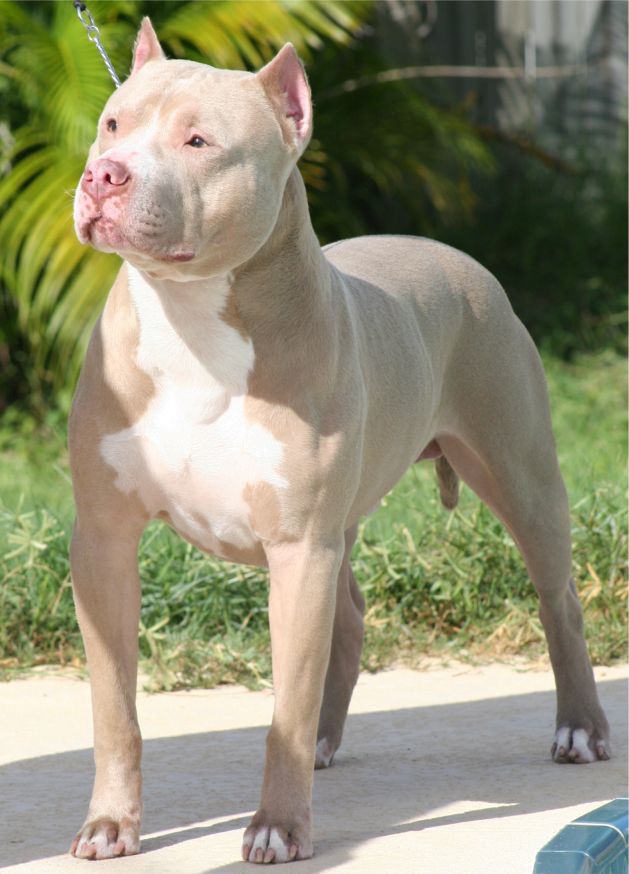 animales y mascotas - American Pitbull Blue fawn 100%Padres de Miami Fl.  1 disponible 2